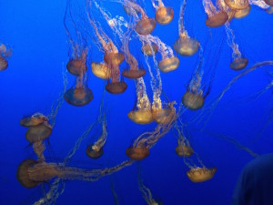 jellyfish